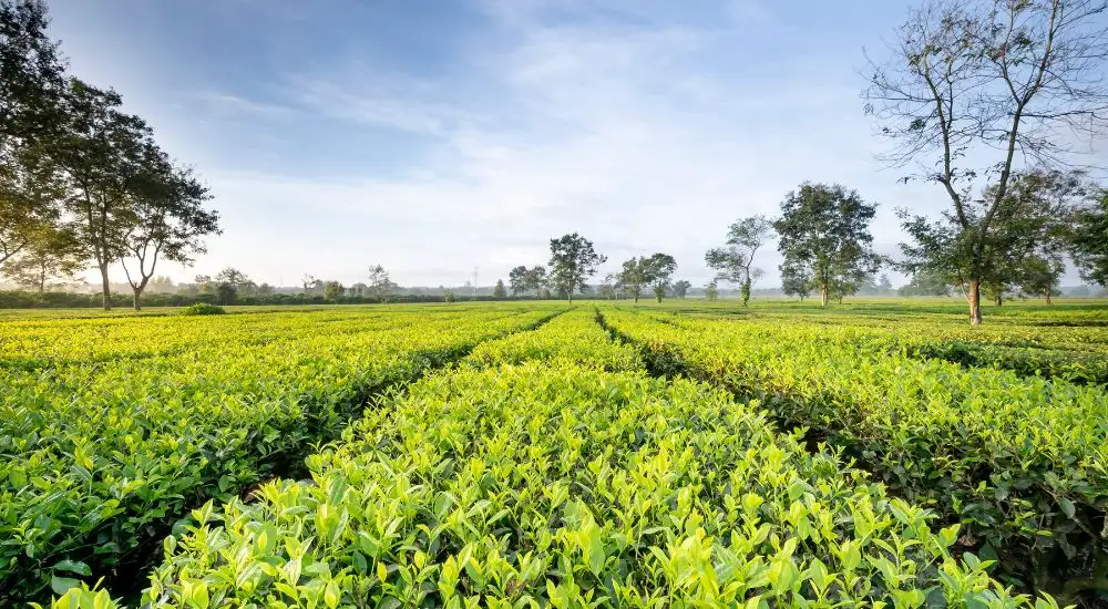 Khám Phá Top 10 Địa Điểm Du Lịch Thành Phố Pleiku Đẹp Nhất